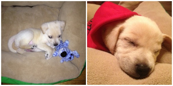 Dobby young puppy