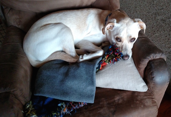Dobby in rocking chair