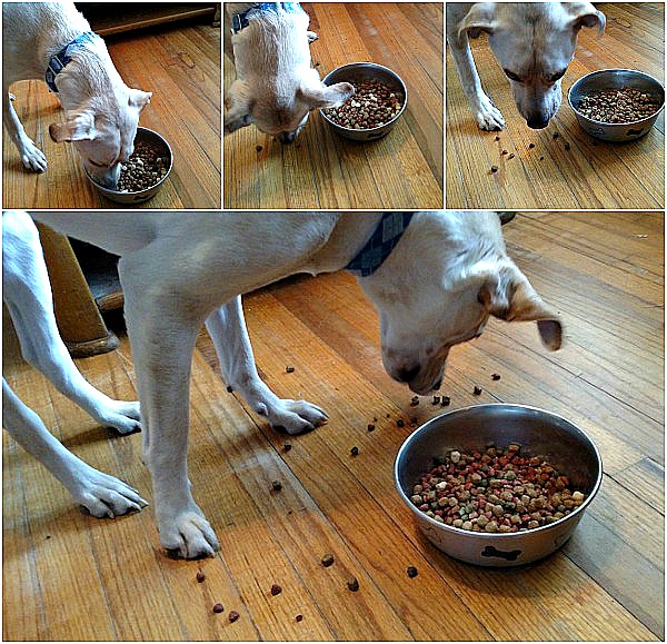 Dobby Loves To #MixItUp With Raw With Instinct Raw Boost Mixers