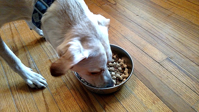 Dobby Loves To #MixItUp With Raw With Instinct Raw Boost Mixers