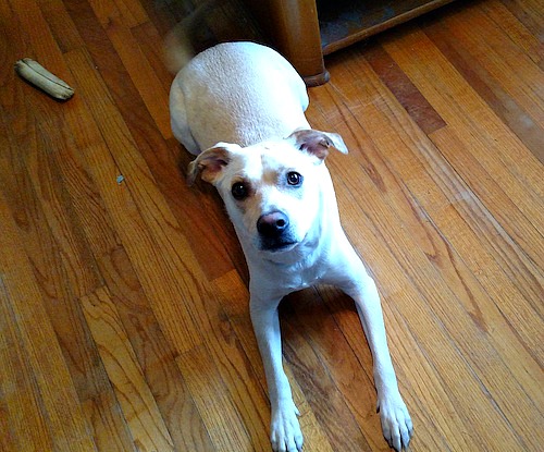 Dobby Loves To #MixItUp With Raw With Instinct Raw Boost Mixers
