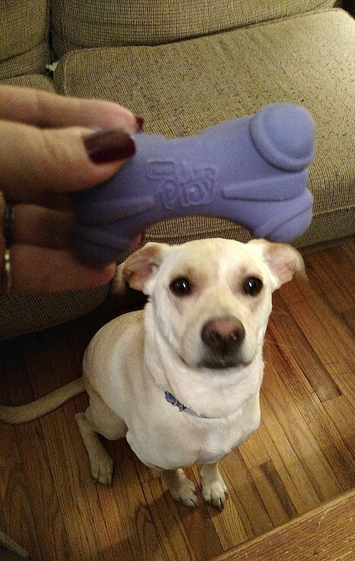 Treat Your Pet To Extra TLC With #BabbleBoxx Pet Edition