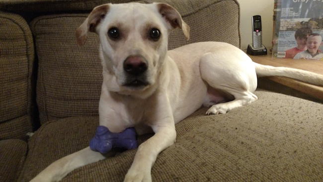 Treat Your Pet To Extra TLC With #BabbleBoxx Pet Edition