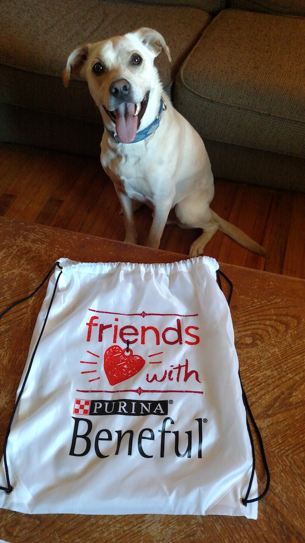 Dobby and I Are Howlingly Happy To Be Beneful Ambassadors. #FriendsWithBeneful