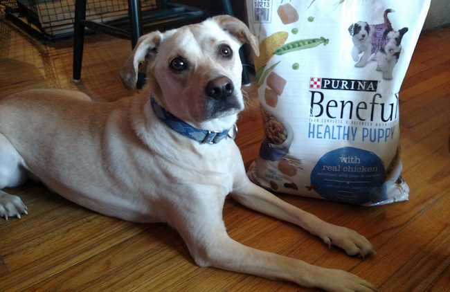 Dobby and I Are Howlingly Happy To Be Beneful Ambassadors. #FriendsWithBeneful