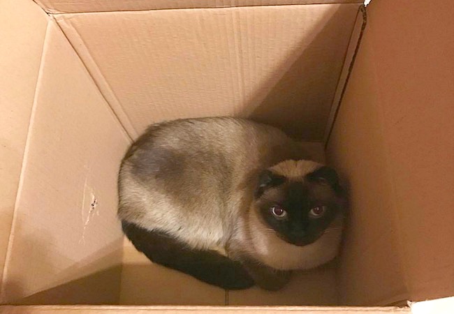 Jules in box